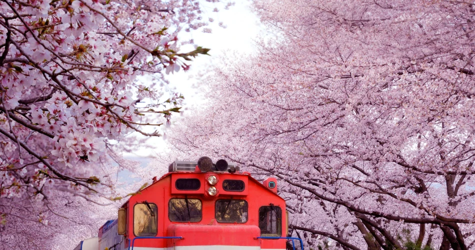 San Francisco Events Guide: Festivals, Parades & Cultural Celebrations